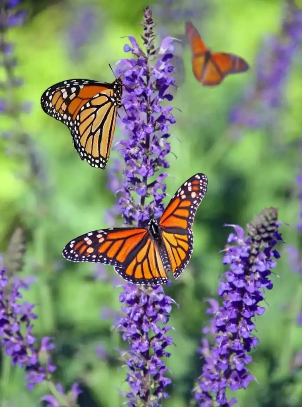 Mariposas