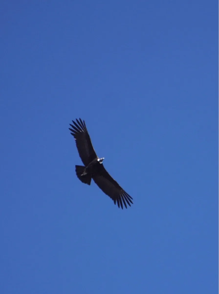 Ojos del cóndor